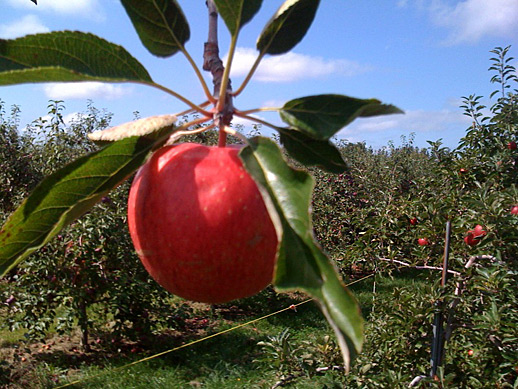 Gala apple on tree