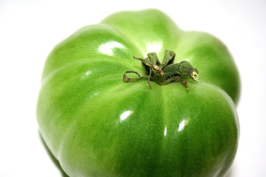 Green Tomato 2
