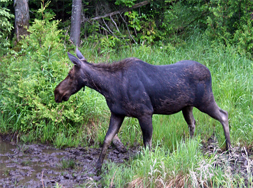 Moose on Highway 60, Algonquin Park