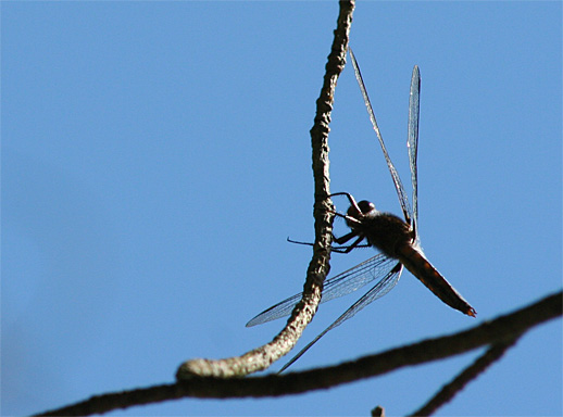 Dragonfly at Mizzy Lake