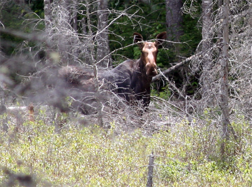Moose at Dizzy Lake