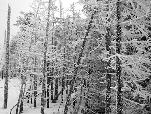 Snow on trees - Feb 28, 2011