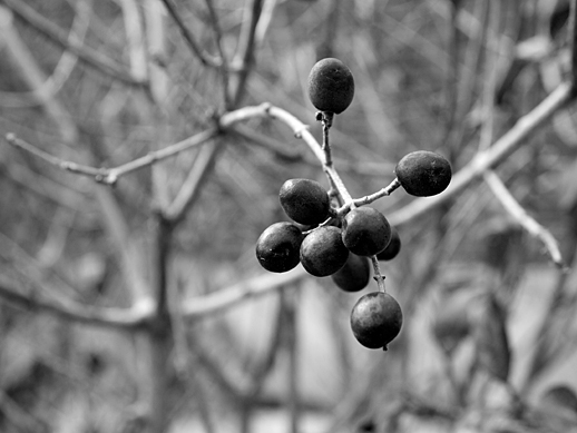 Nine berries - Mar 19, 2011