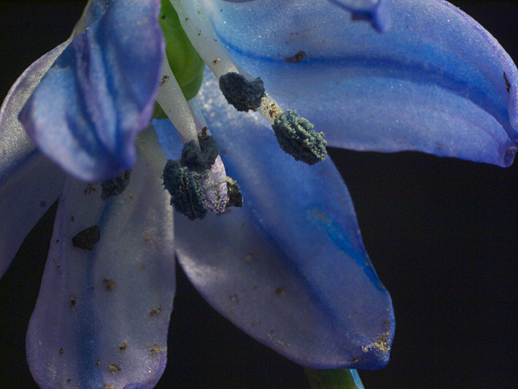 Blue Flower - Apr 22,2011