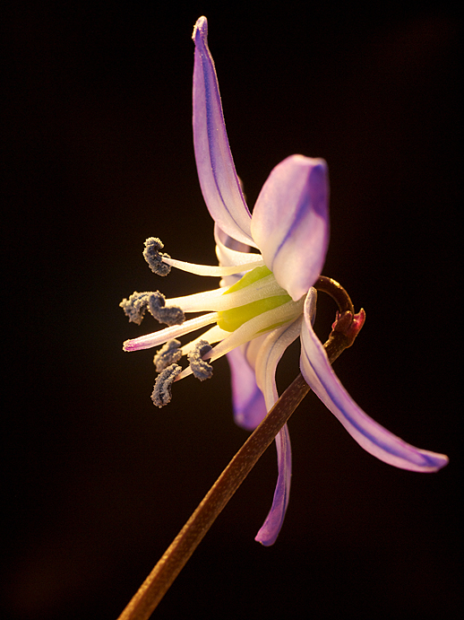 Tiny Flower - Apr 29,2011