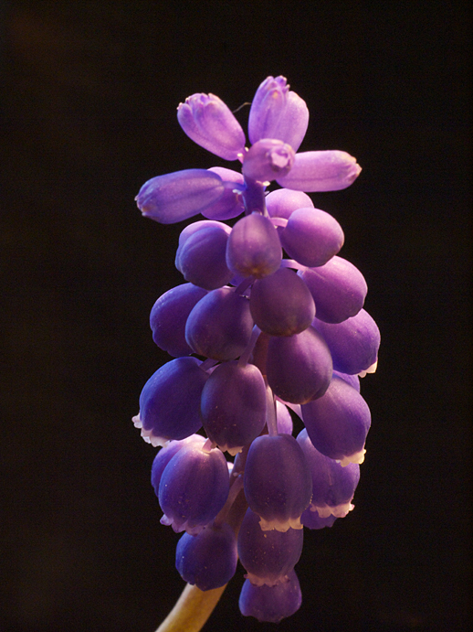 Grape Hyacinth - May 08, 2011