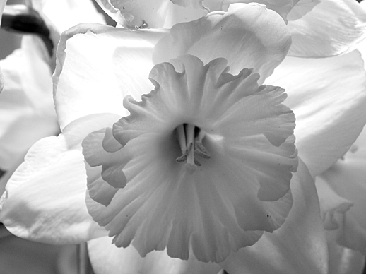 Daffodil - May 12, 2011