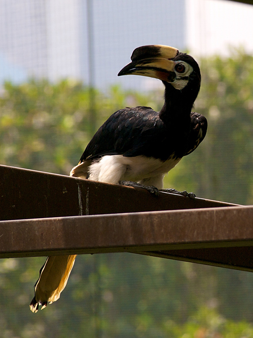 Kuala Lumpur Hornbill - May 31, 2011