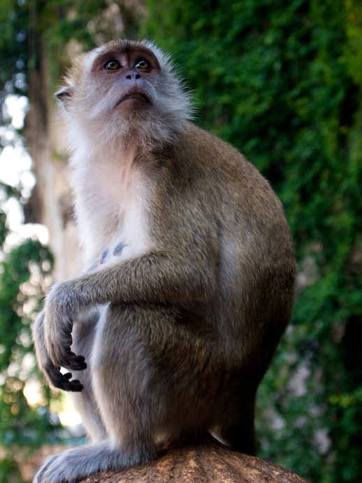 Kuala Lumpur Monkey - June 18, 2011