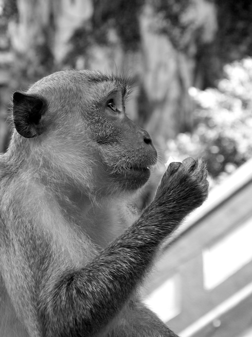 Kuala Lumpur Monkey Profile - June 27, 2011