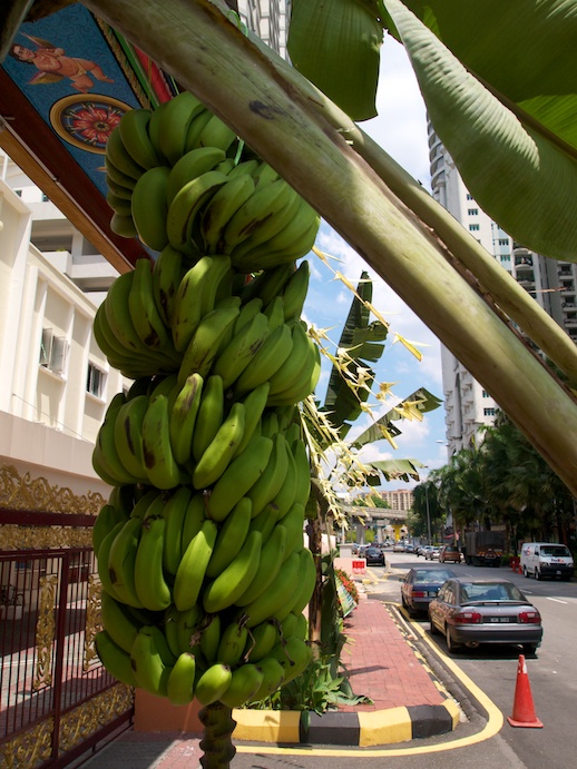 Kuala Lumpur Bananas- July 9, 2011