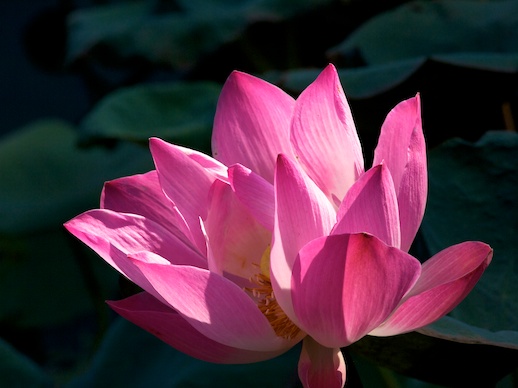 Water Lily - July 21, 2011