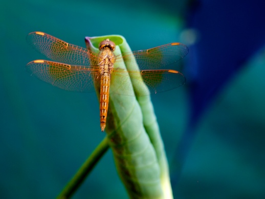 Dragonfly - July 23, 2011