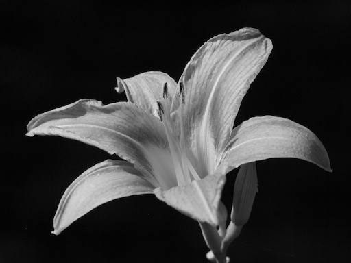 Lily - August 3, 2011