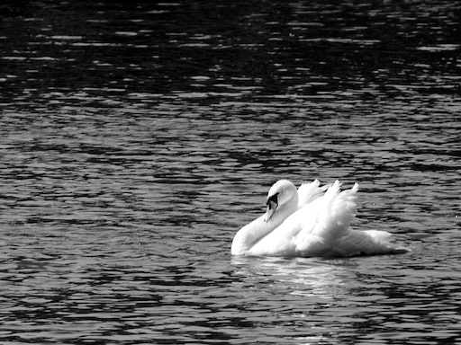 Swan - August 4, 2011