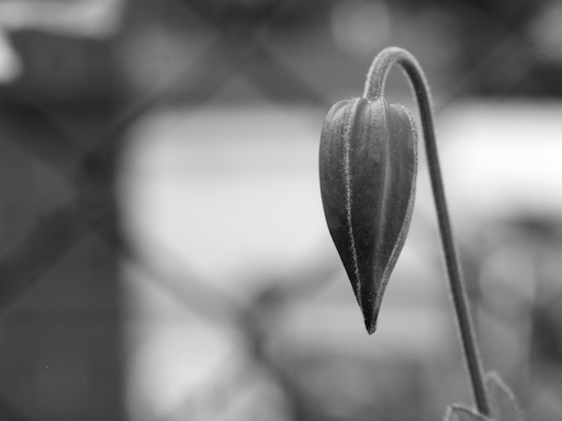 Seed pod - August 13, 2011