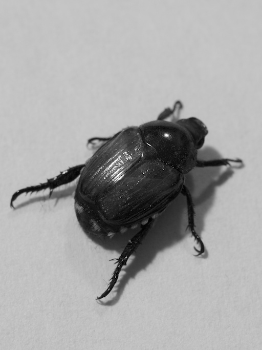 Beetle - August 15, 2011