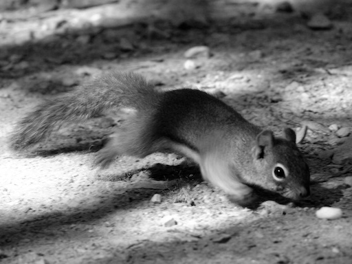 Duke the squirrel - August 30, 2011