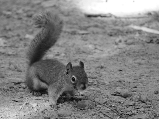 Duke the squirrel - August 31, 2011
