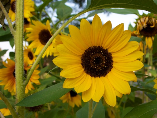 Sunflower - September 11, 2011