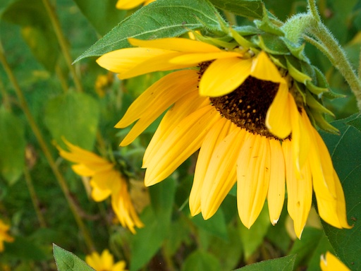 Sunflower - September 12, 2011
