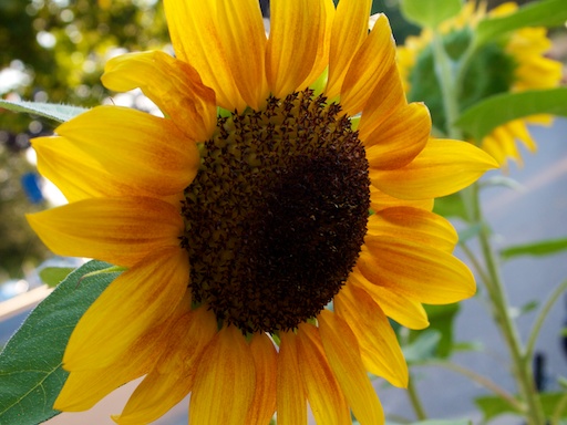 Sunflower - September 13, 2011