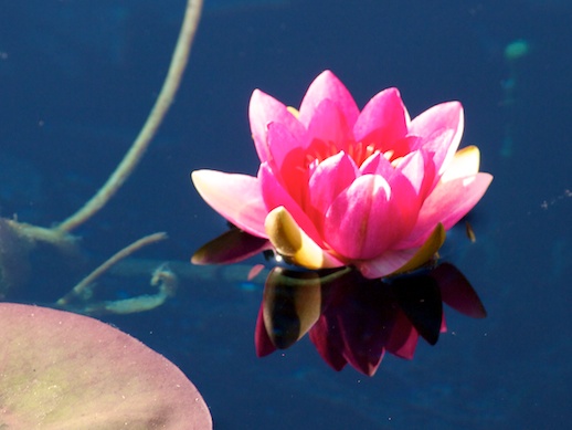 Reflected Waterlily - October 10, 2011