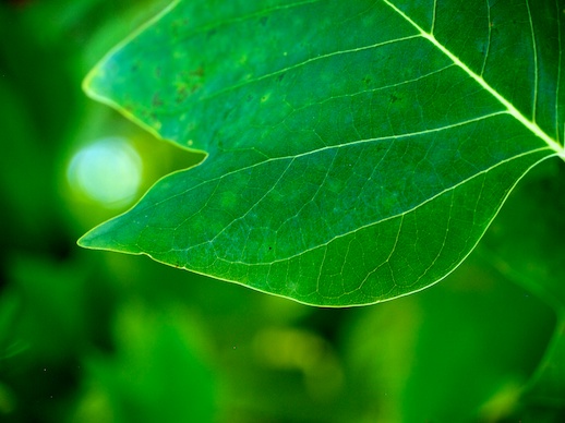Green Leaf - October 14, 2011