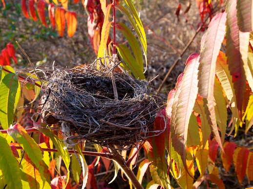 Birds Nest - October 25, 2011