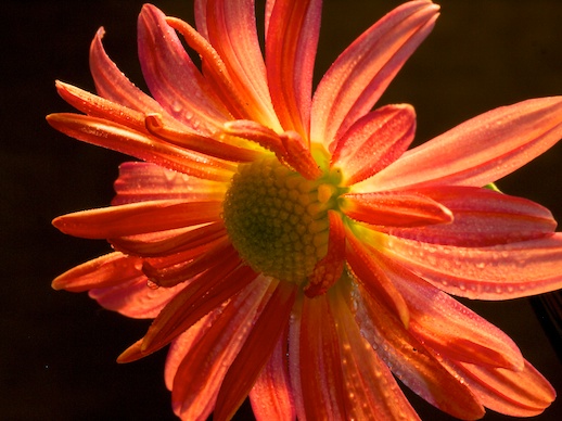 Chrysanthemum - October 29, 2011