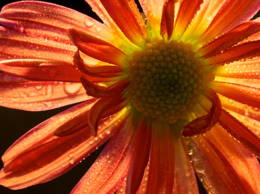 Chrysanthemum - October 30, 2011