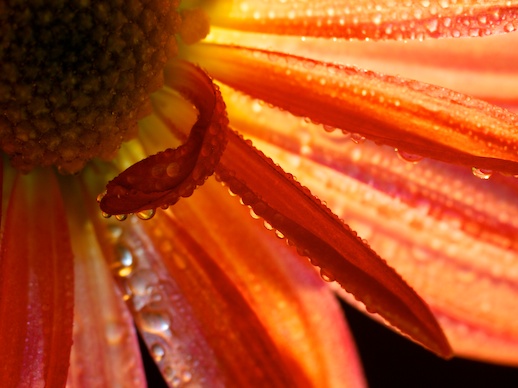 Chrysanthemum - October 31, 2011