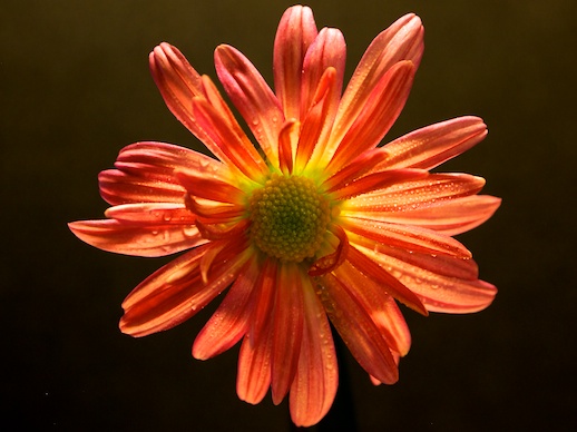 Chrysanthemum - November 1, 2011