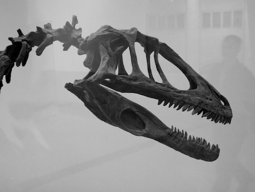 Albertosaurus - November 12, 2011
