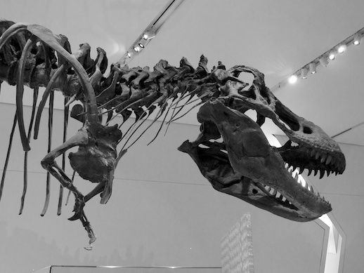 T-Rex - November 14, 2011