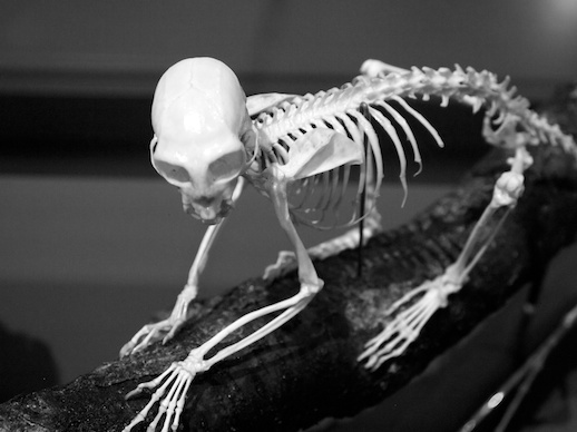 Monkey skeleton - November 15, 2011