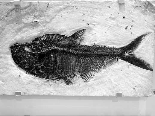 Fossil fish - November 16, 2011