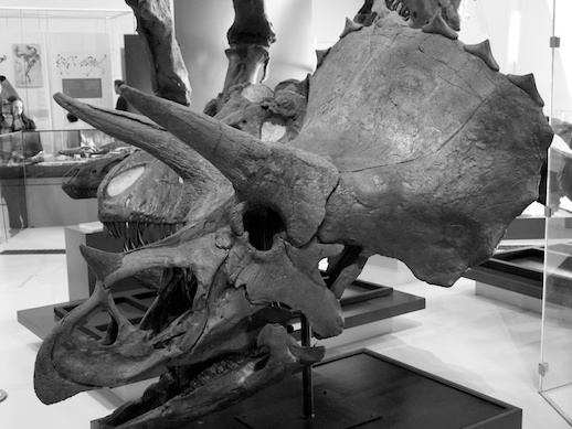 Triceratops - November 17, 2011