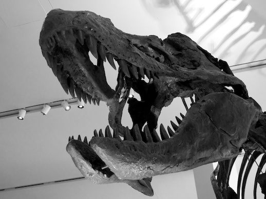 T-rex - November 18, 2011