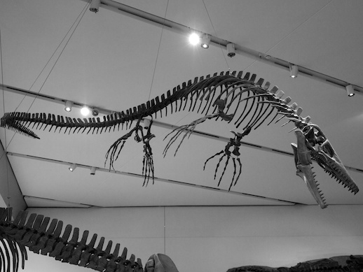 Ichthyosaur - November 19, 2011