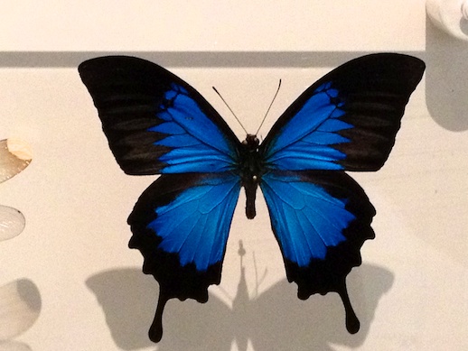 Lepidoptera - November 21, 2011