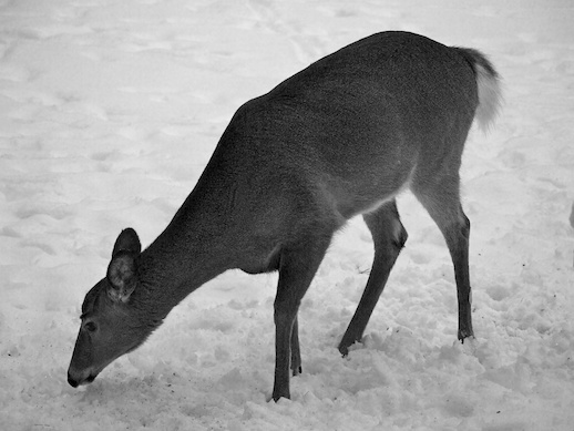 Winter Deer - January 1, 2011