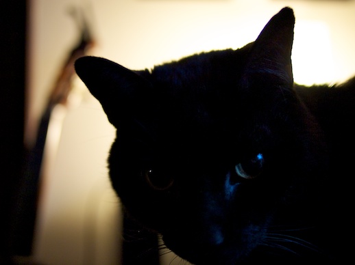 Nonplussed kitty - January 10, 2011