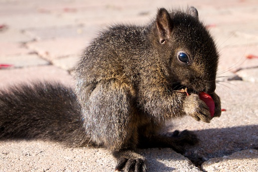 Baby Squirrel - May 29, 2012