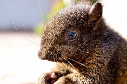 Baby Squirrel - May 29, 2012